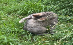 Mixed Breed cats for sale: Three cats for sale  - Image 4