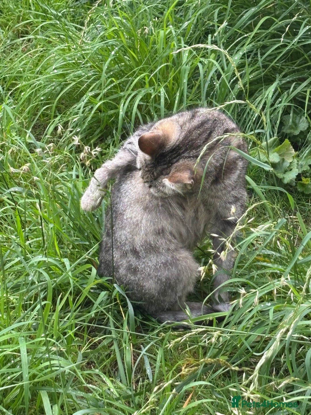 Mixed Breed cats for sale: Three cats for sale  - Image 4