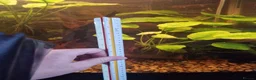 Plecos fish for sale: Male bristlenose plecs in Tadley - Advert 7