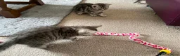 British Shorthair cats for sale: British Blue Shorthair Silver Tabby kittens - Advert 8