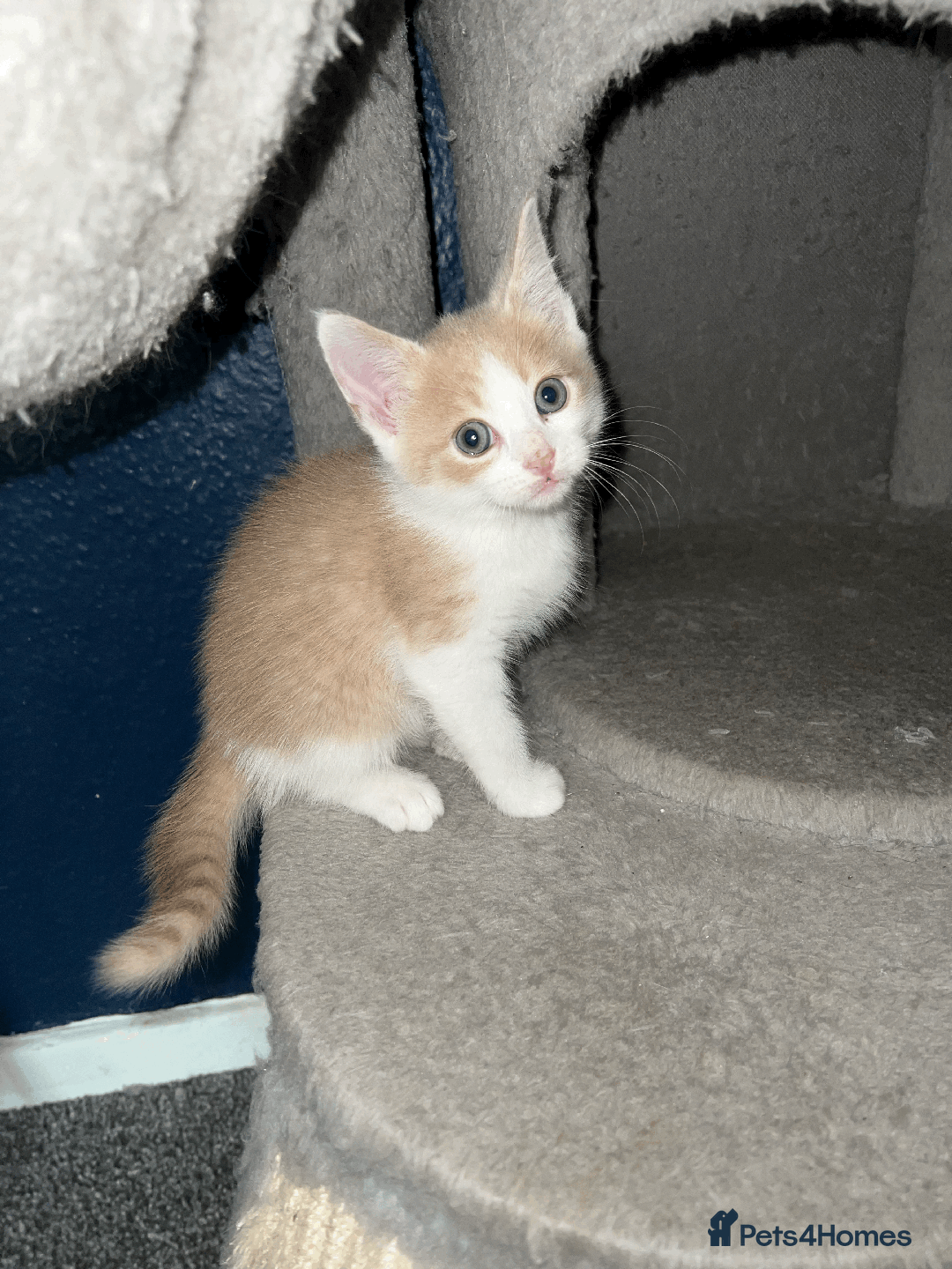 Domestic Shorthair cats for sale: Loving Home-Raised Kittens for Sale - Read Discrip - Image 22