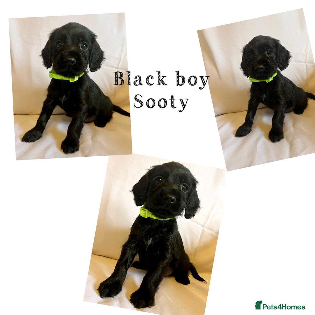 Cocker Spaniel dogs for sale: Cocker spaniel puppies - Advert 2