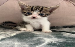 Mixed Breed cats for sale: 6 kittens not ready till 14th August  - Image 9