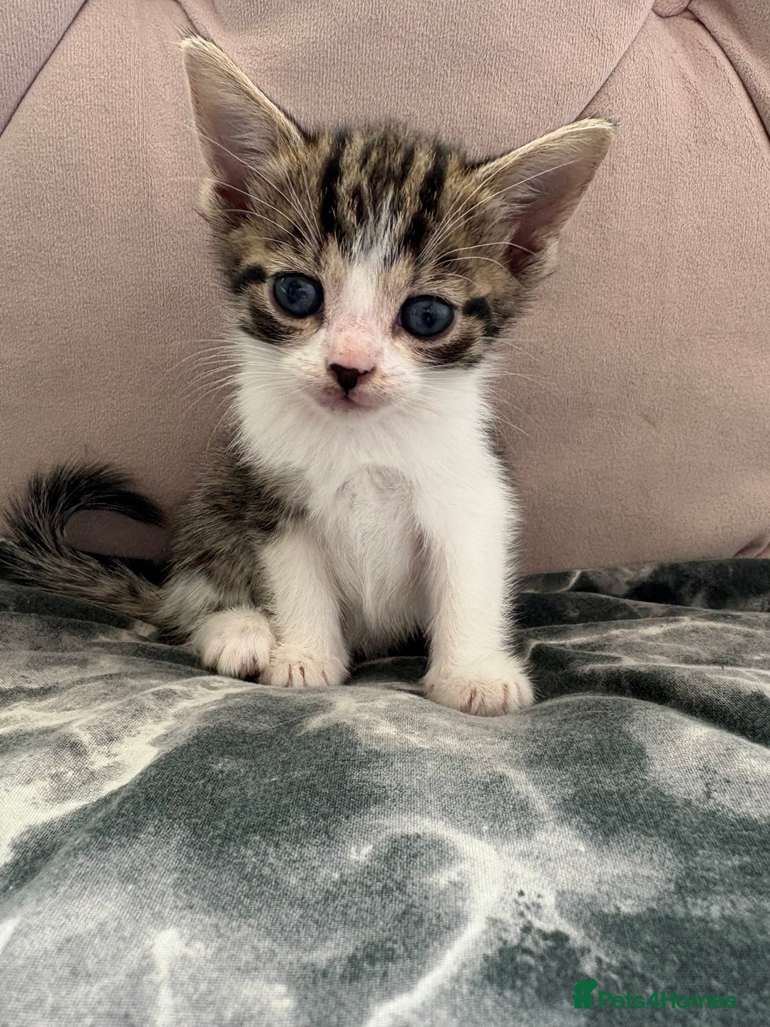 Mixed Breed cats for sale: 6 kittens not ready till 14th August  - Image 9