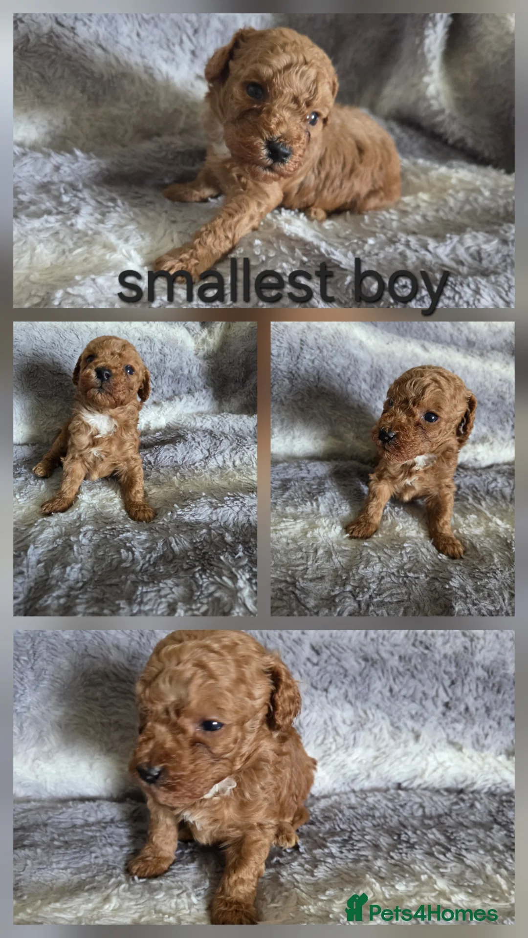 Cockapoo dogs for sale: Beautiful cockapoo  - Advert 7