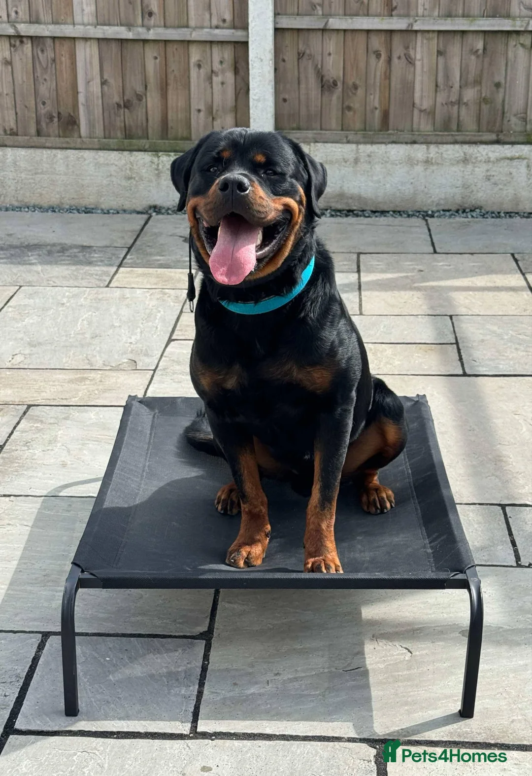 Rottweiler dogs for stud: KC Registered Male Rottweiler – Available for Stud - Advert 1