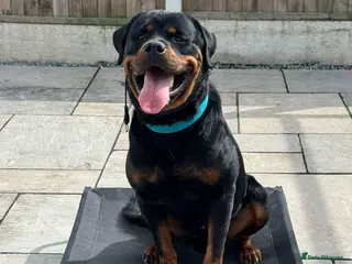 Rottweiler dogs KC Registered Male Rottweiler – Available for Stud - Advert 1
