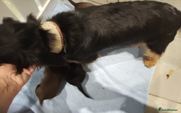 Jack Russell dogs for sale: Chocolate and Tan and Black and Tan Jacks - Image 10