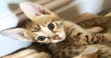 Savannah cats - Advert 13