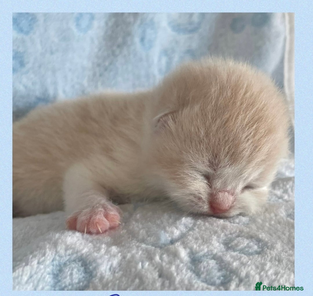 British Shorthair cats for sale: ⭐️Beautiful GCCF British Shorthair Male kitten - Image 10