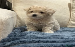 Maltipoo dogs for sale: 8 Week Maltipoo Puppy - Image 16