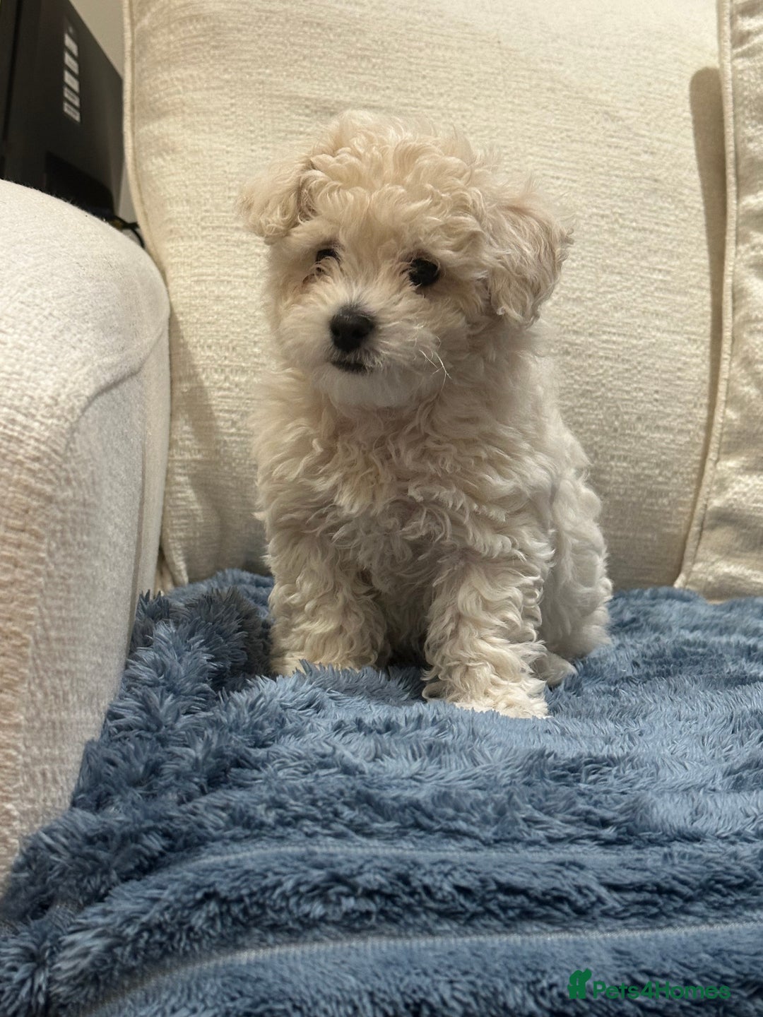 Maltipoo dogs for sale: 8 Week Maltipoo Puppy - Image 16