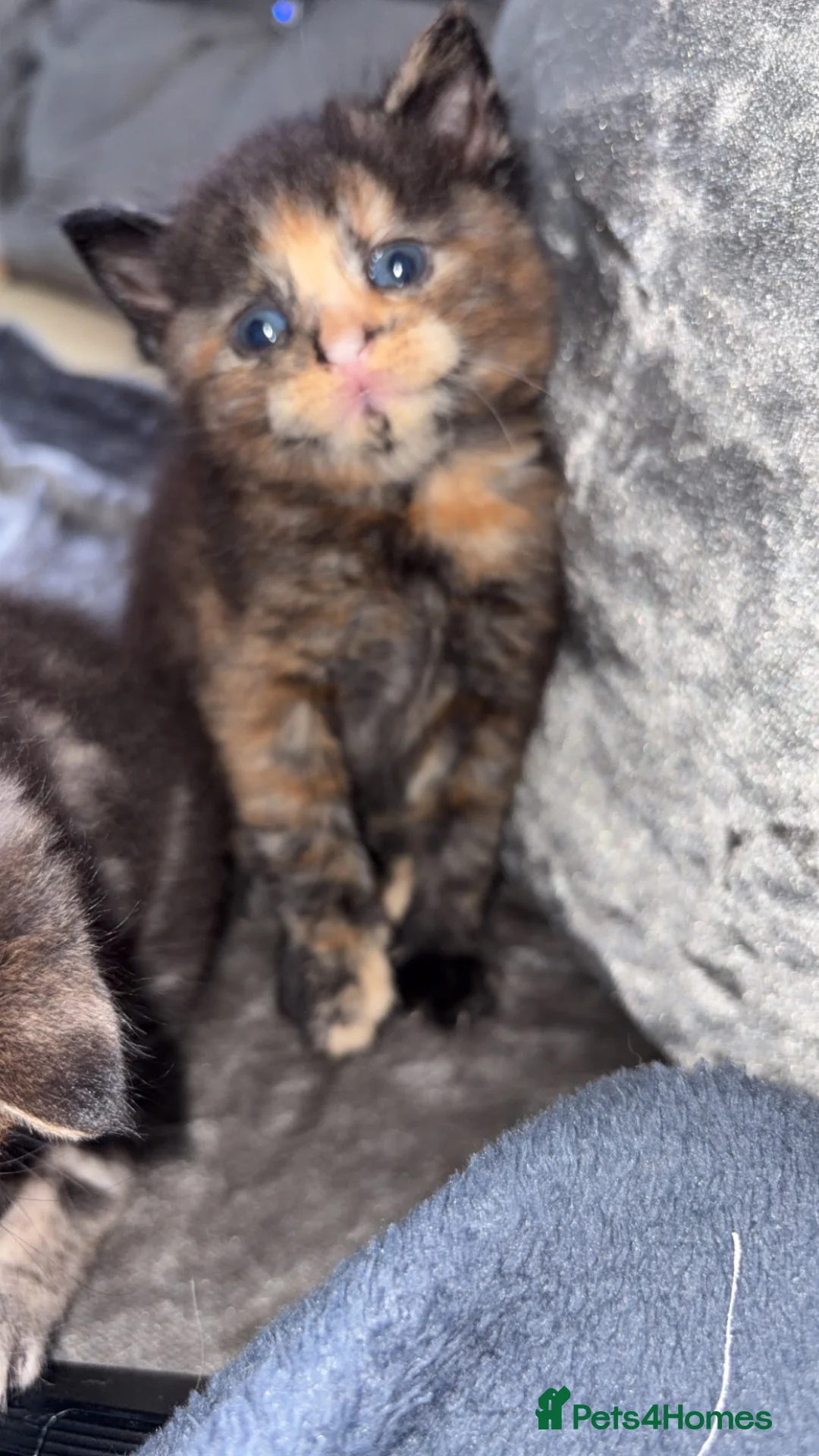 Mixed Breed cats for sale: Kittens - Advert 2