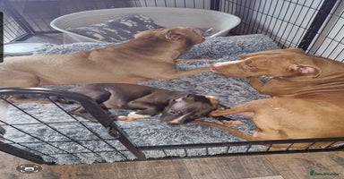 Mixed Breed dogs - Advert 4