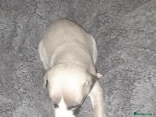 Whippet dogs Whippet pups - Advert 3