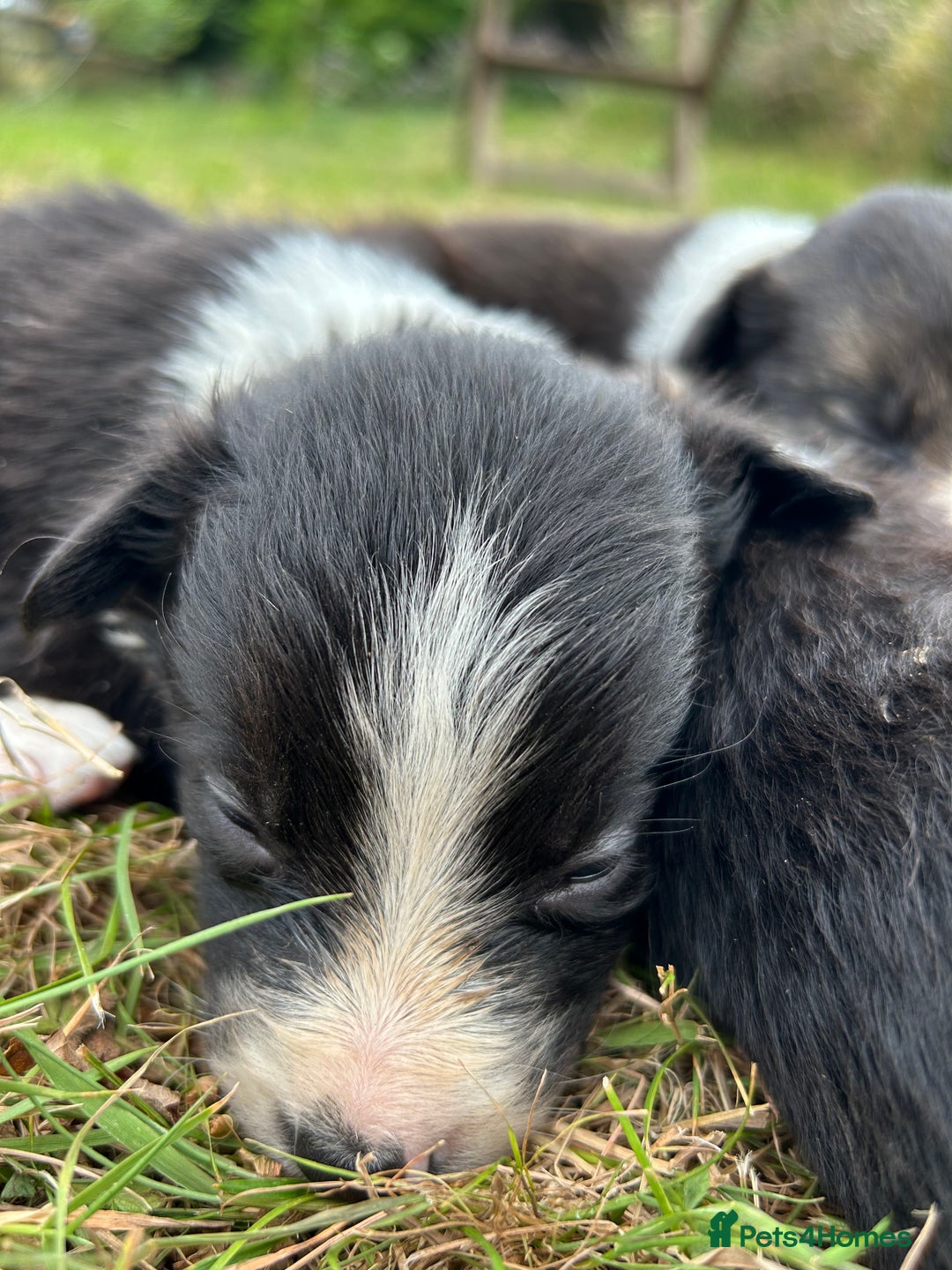 Border Collie dogs for sale: Awesome border collies! - Image 4