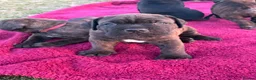 Mixed Breed dogs for sale: Cane Corso x Dogue de Bordeux stunning litter of 9 in Pulborough - Advert 13