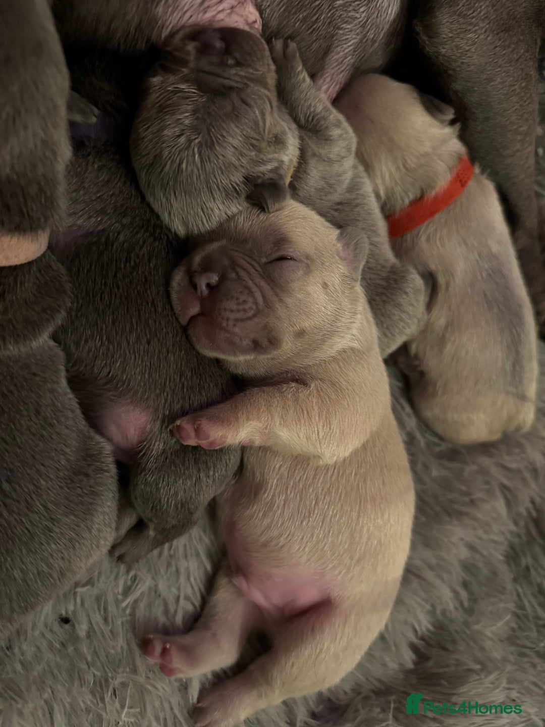 French Bulldog dogs for sale: 🎉 New years pups 🎉 7 adorable French bulldog pup - Advert 4