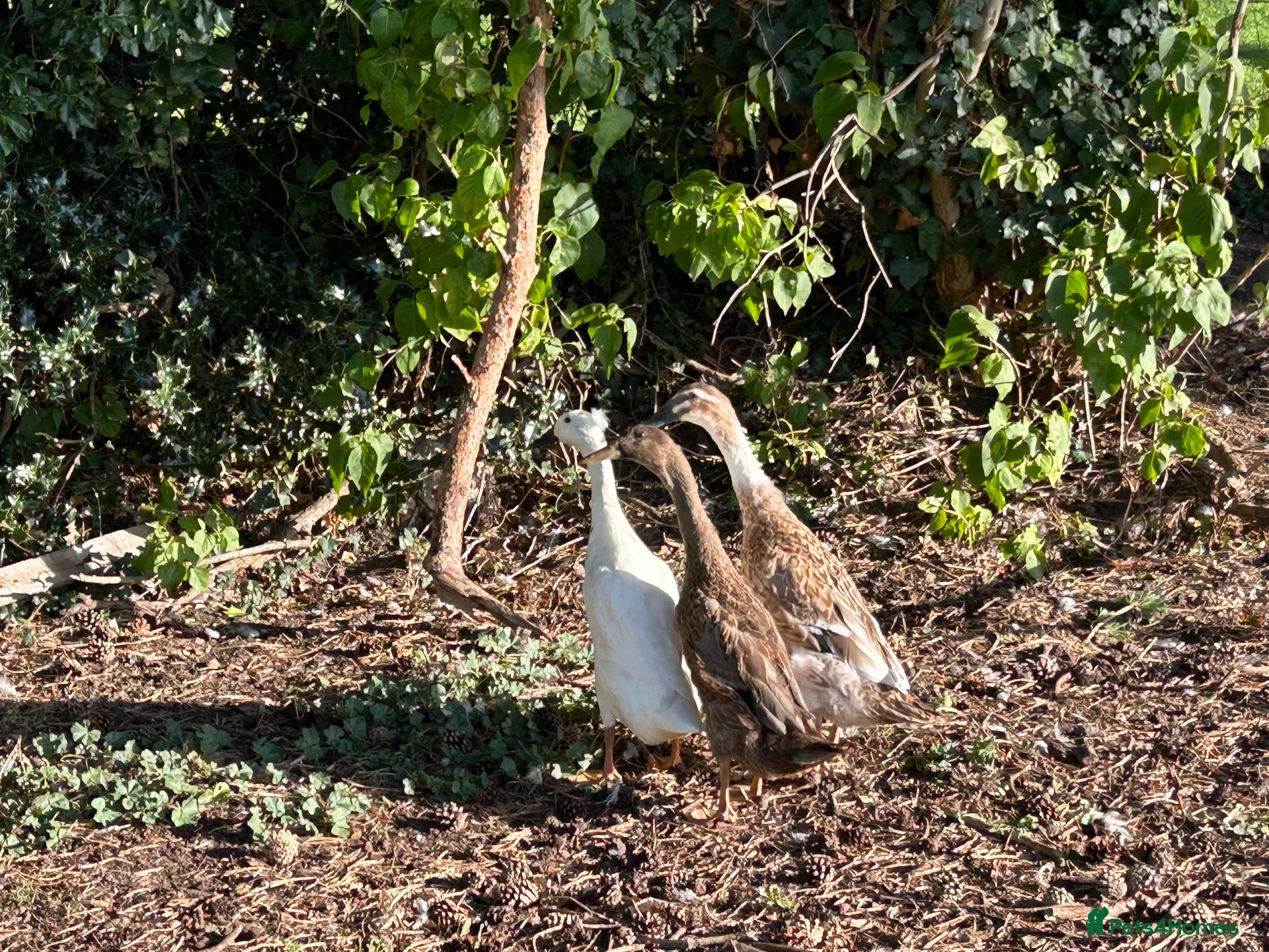 Ducks poultry runners ducks - Advert 1