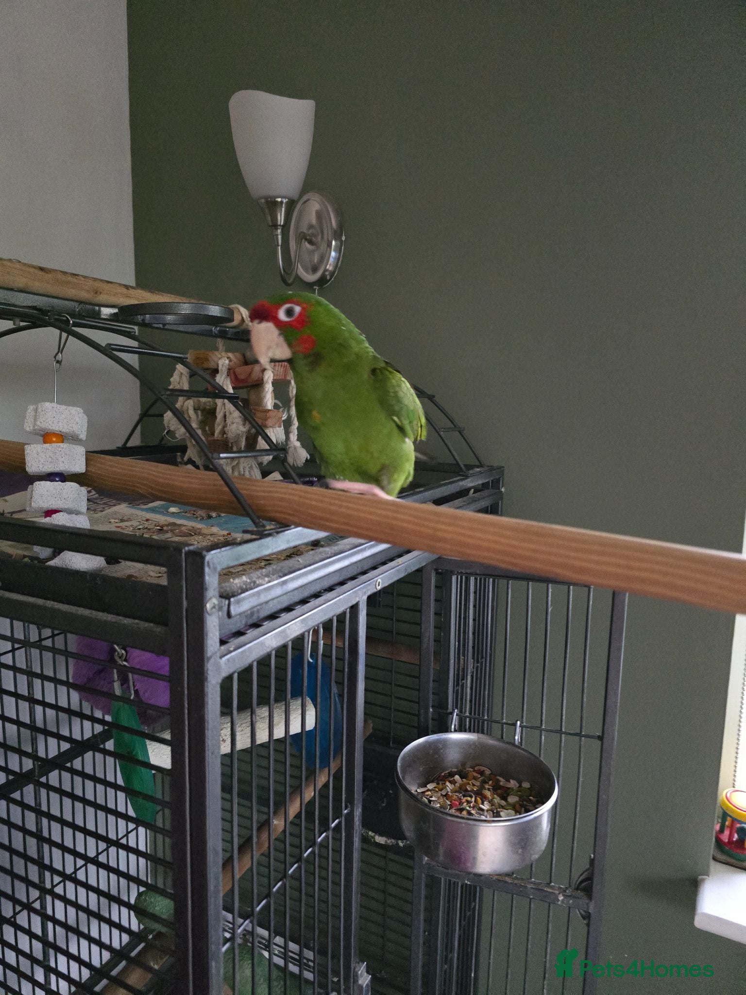 Conures birds Mitred Conure  - Advert 1