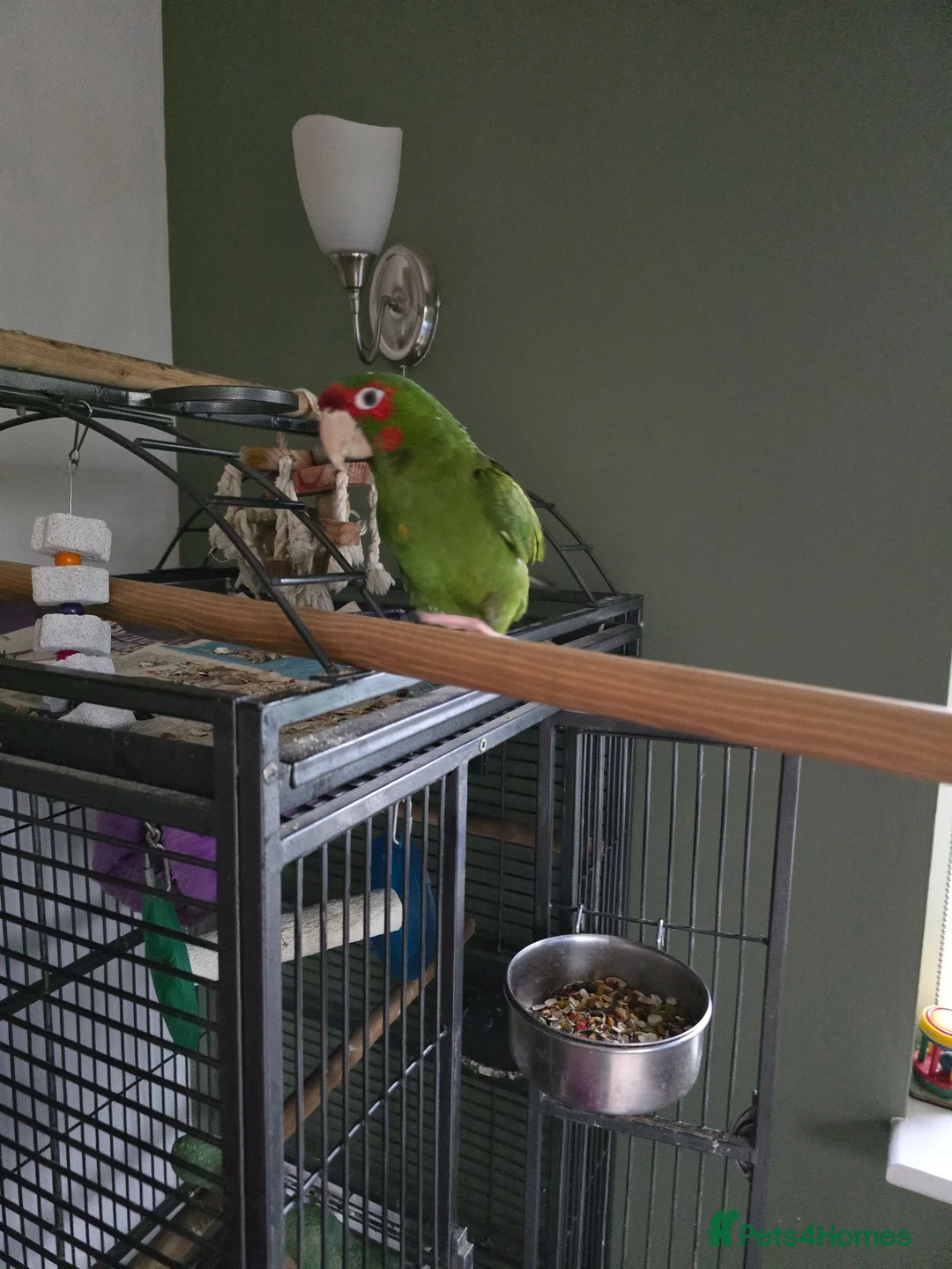 Conures birds for sale: Mitred Conure  - Advert 1