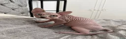 Sphynx cats for sale: Special Reduced Price Blue-Eyed Sphynx / TICA Reg - Advert 27