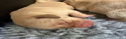 Labrador Retriever dogs for sale: Beautiful lab pups for sale. From superb parents  - Advert 2