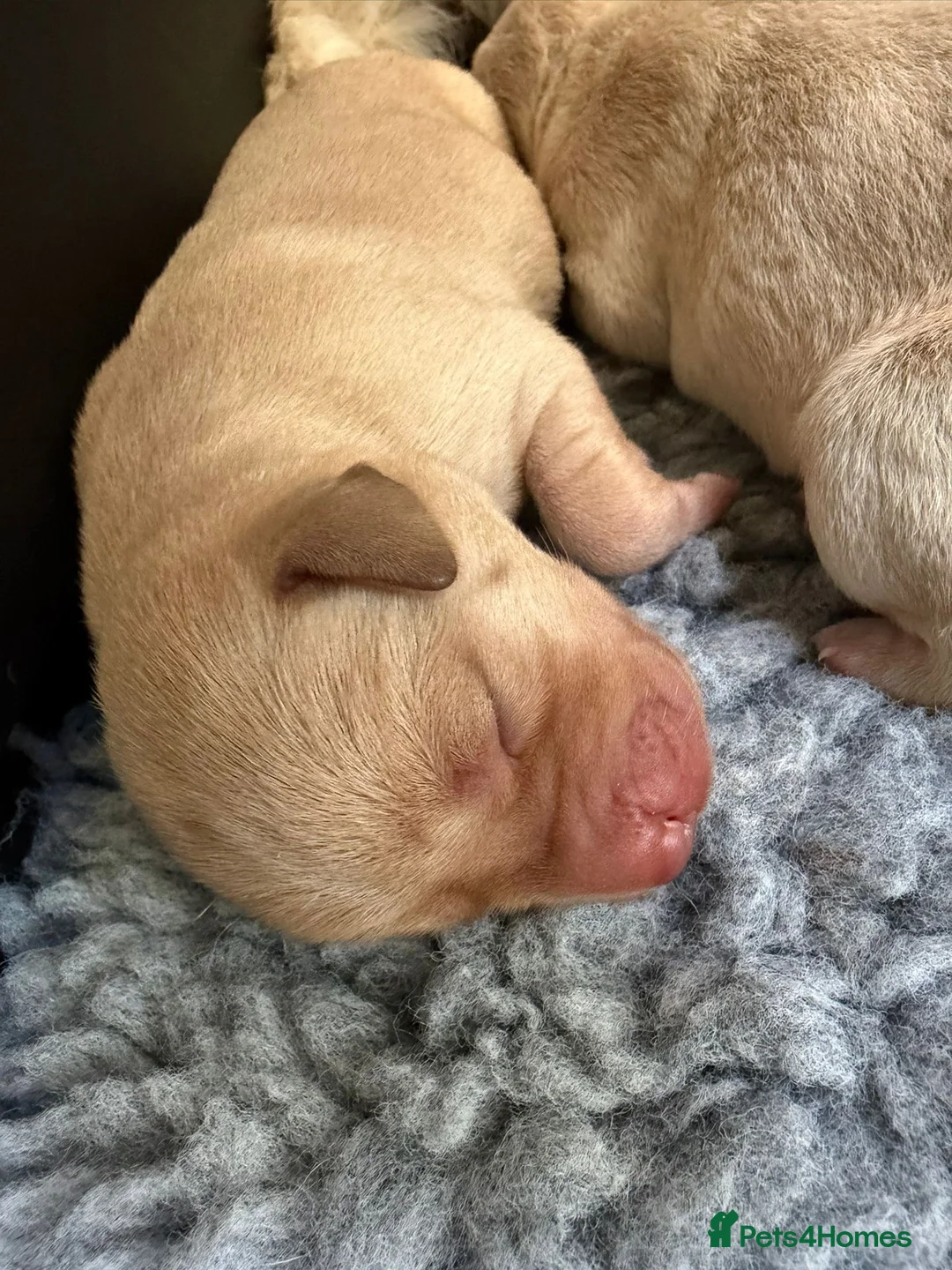 Labrador Retriever dogs for sale: Beautiful lab pups for sale. From superb parents  - Advert 2