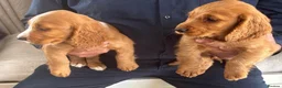 Cocker Spaniel dogs for sale: Cocker spaniels  - Advert 3