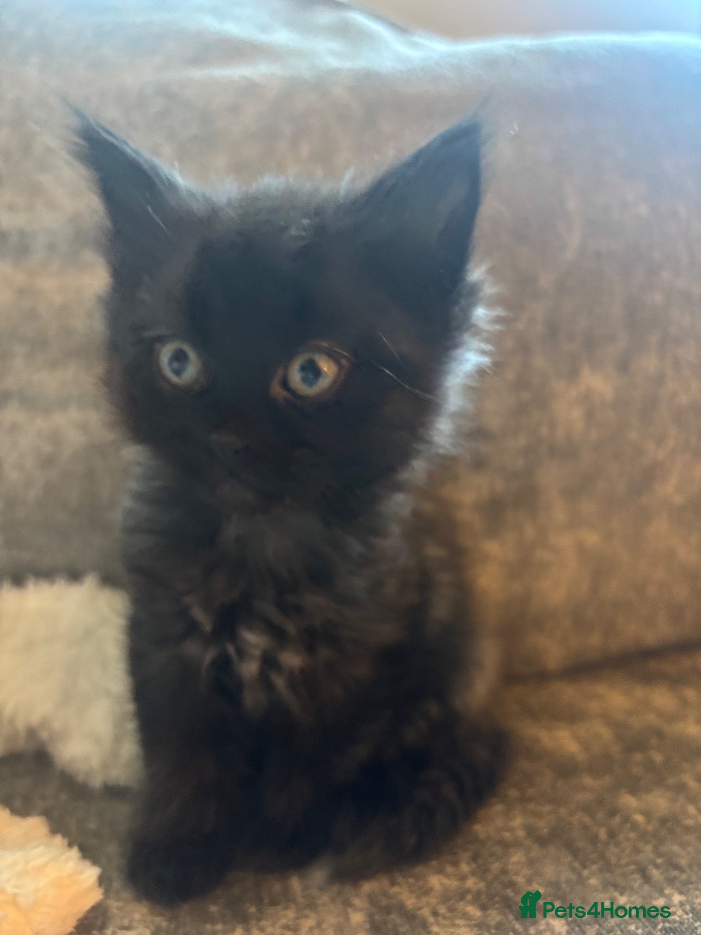 Mixed Breed cats for sale: Gorgeous 7 Week old Ghost Tabby Kitten - Advert 16