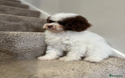Cavapoo dogs for stud: Premium Cavapoo Chocolate Phantom Parti Stud  in Rickmansworth - Image 21