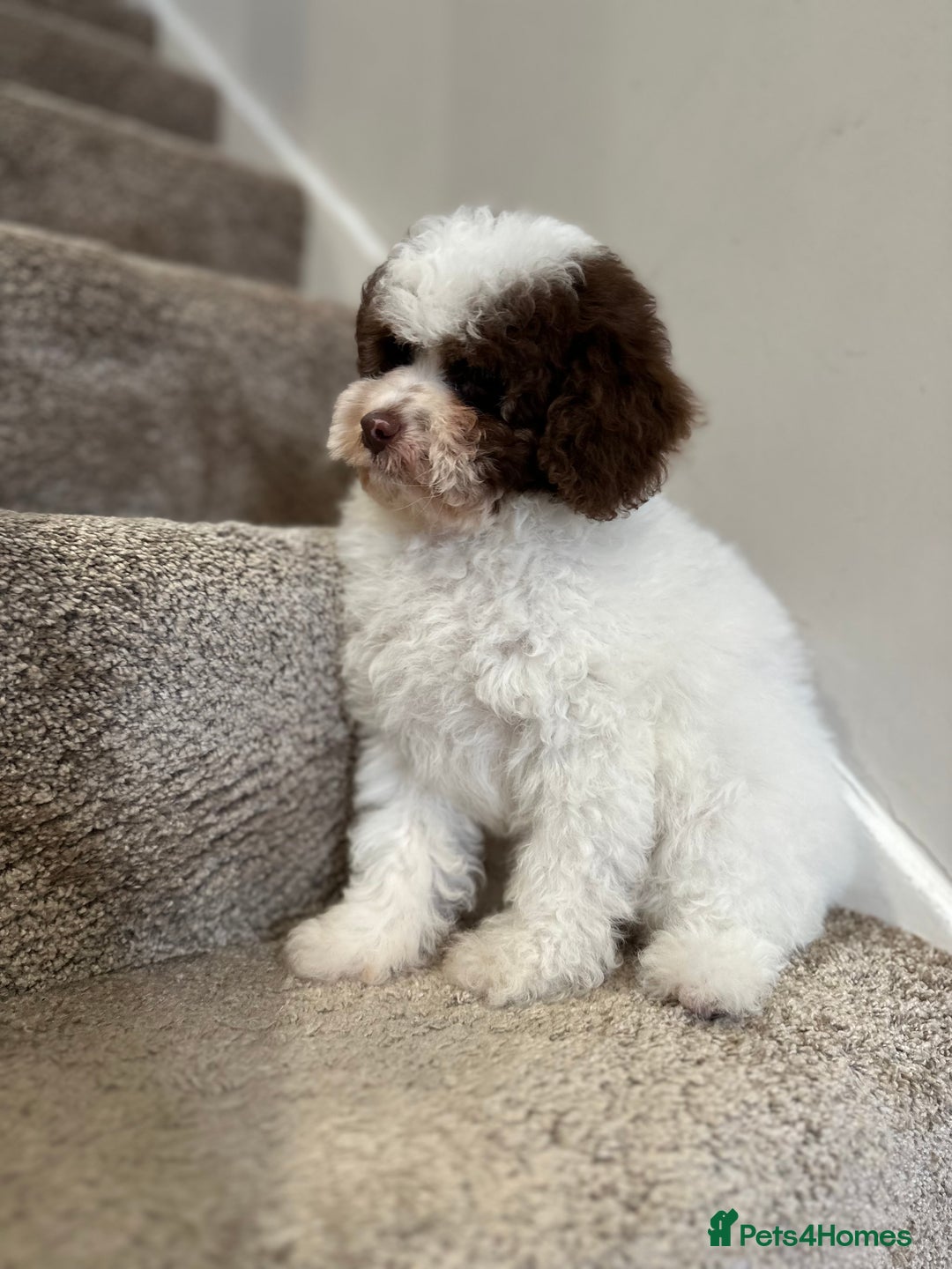 Cavapoo dogs for stud: Premium Cavapoo Chocolate Phantom Parti Stud  in Rickmansworth - Image 21