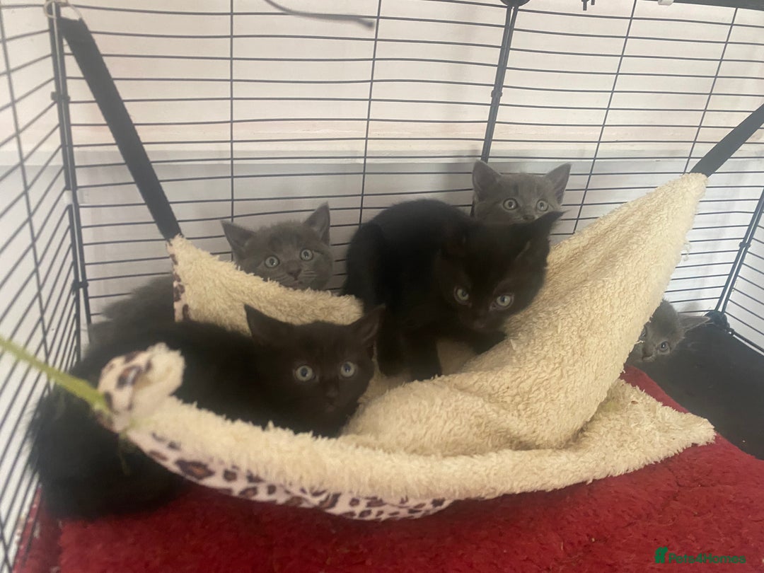 Mixed Breed cats for sale: Fantastic Farm Kittens ready now  - Image 9
