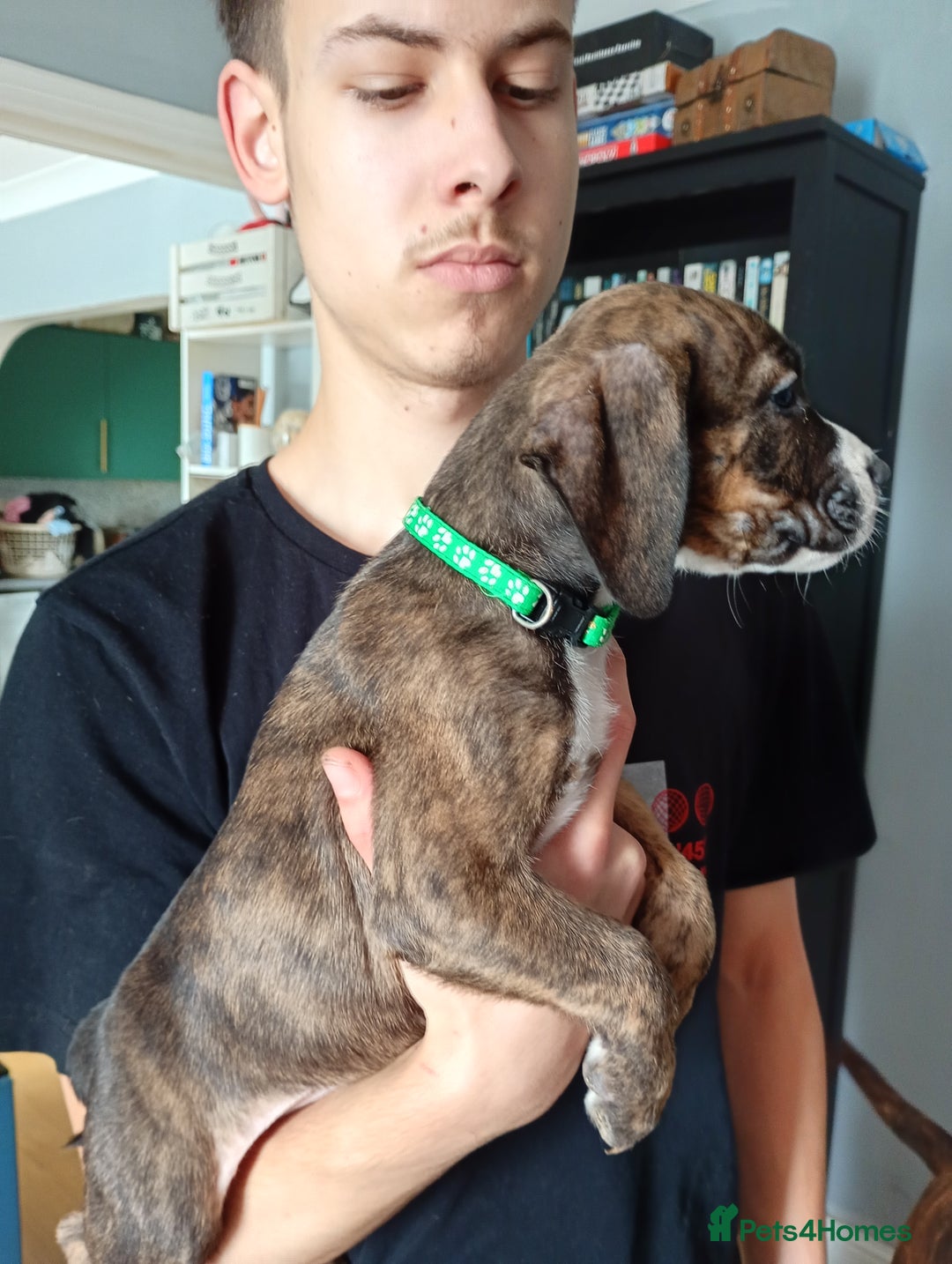 Mixed Breed dogs for sale: Mastiff cross  - Image 17