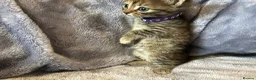 Ragdoll cats for sale: Ragdoll mix tabby ginger kittens  - Advert 19