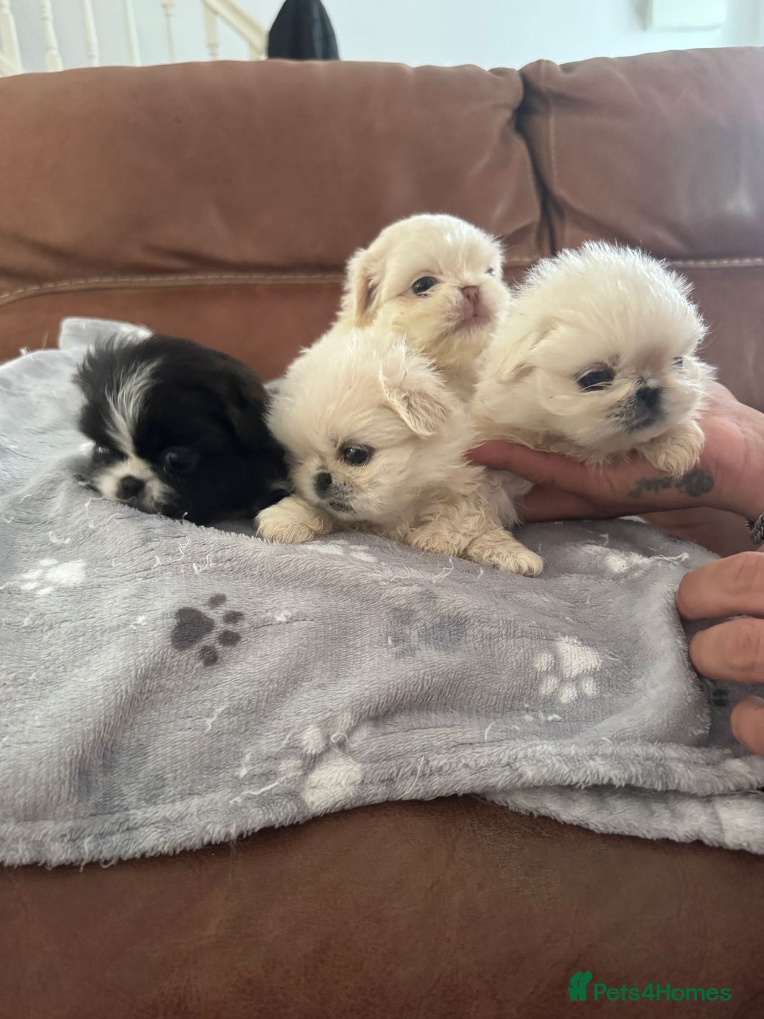 Pekingese dogs for sale: Pekingese puppy (3 girls and 3 boys left) - Image 16