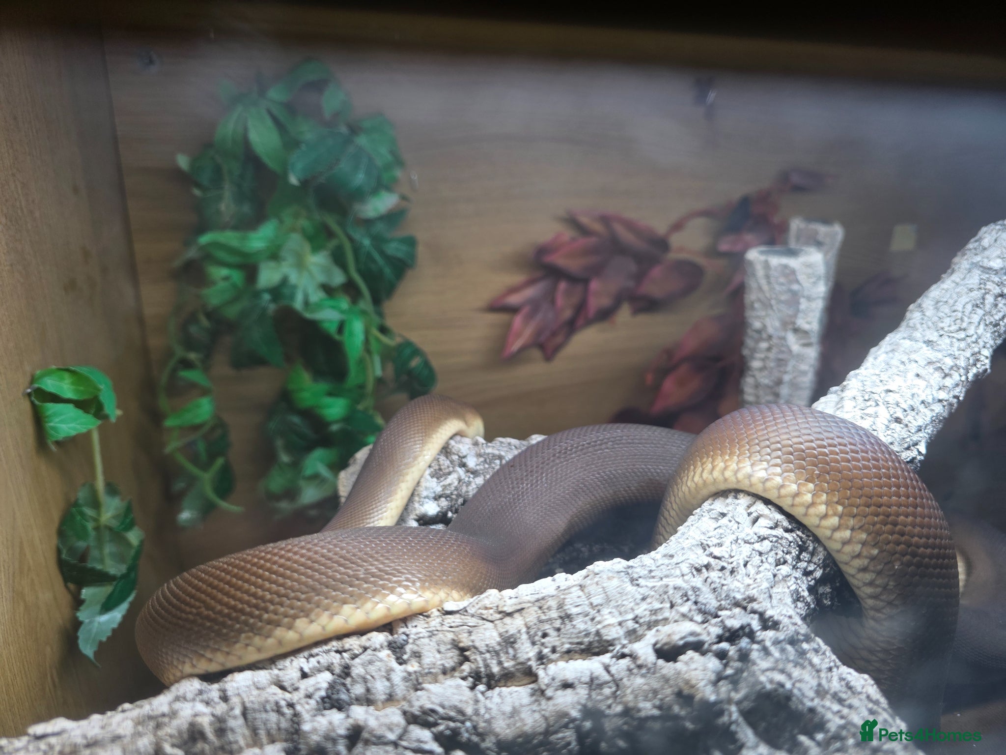 Mixed Breed reptiles Various snakes with set ups for sale - Advert 2