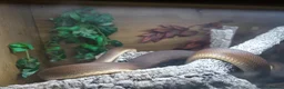 Mixed Breed reptiles for sale: Various snakes with set ups for sale in Andover - Advert 1