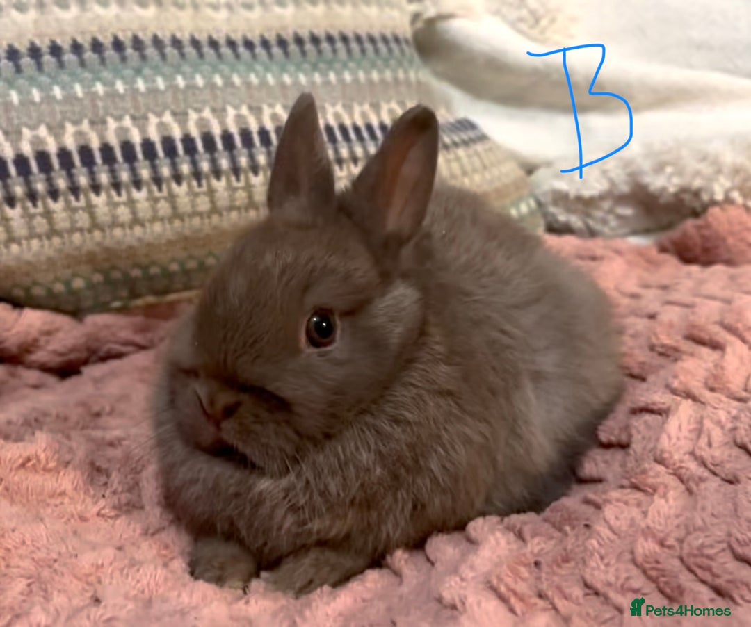 Netherland Dwarf rabbits for sale: 2 beautiful chocolate coloured netherland dwarfs - Advert 2