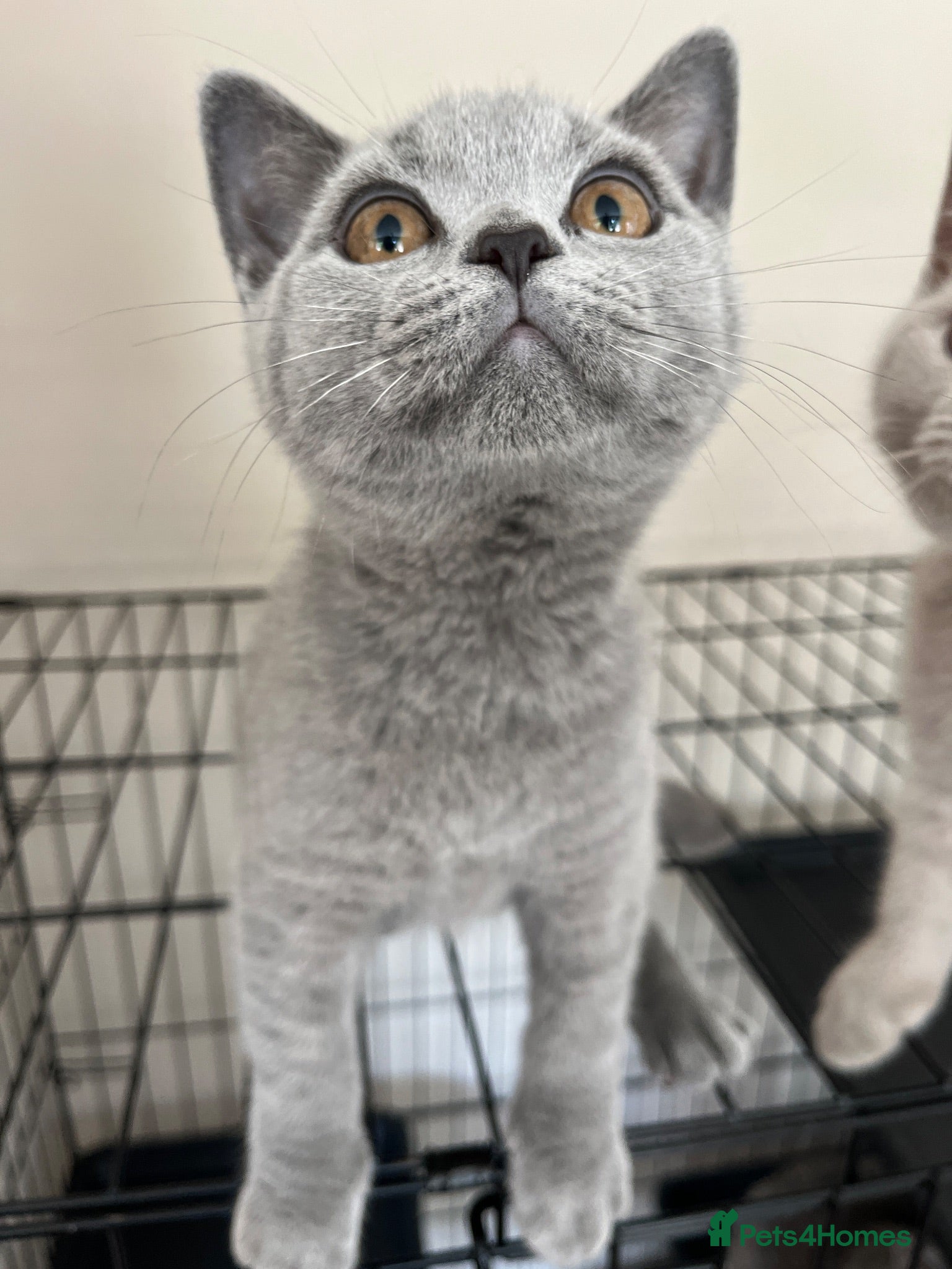 British Shorthair cats Lilac Girl & Blue Boy BSH GCCF available now❣️ - Advert 2