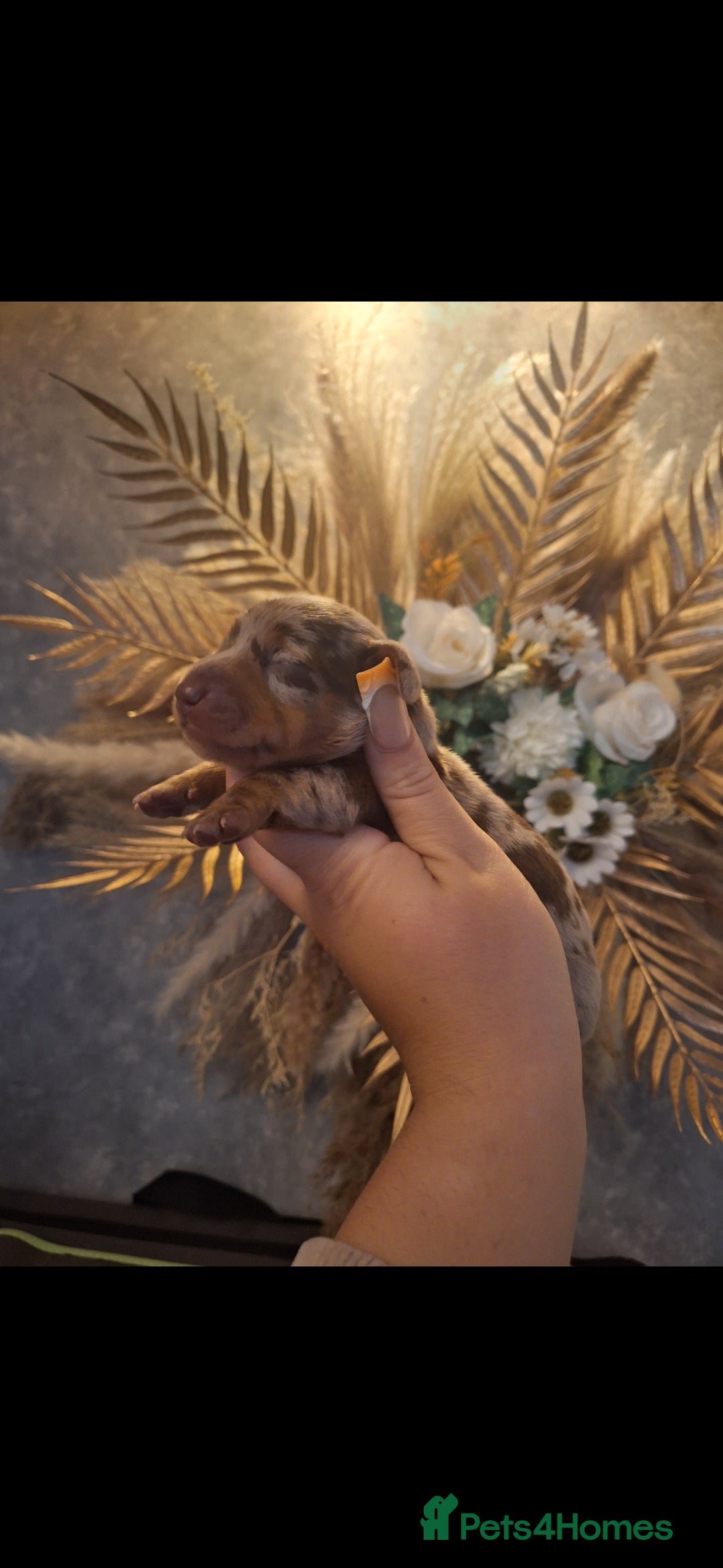 Miniature Dachshund dogs for sale: Fluffy carrier Miniature daschound puppies 🐶  - Image 3