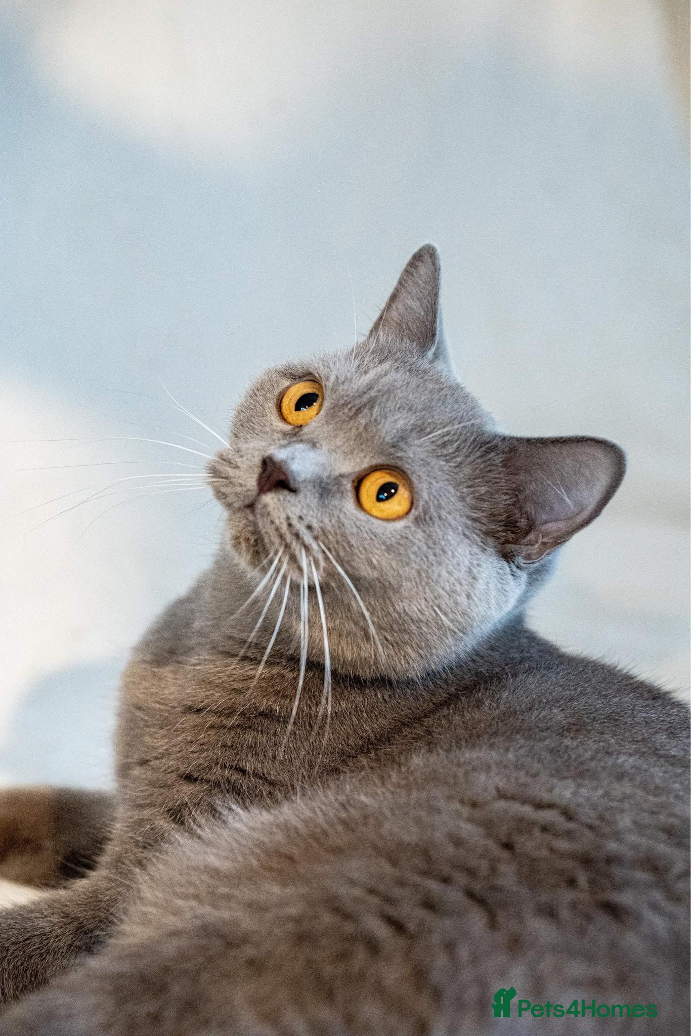 British Shorthair cats British shorthair  - Advert 1