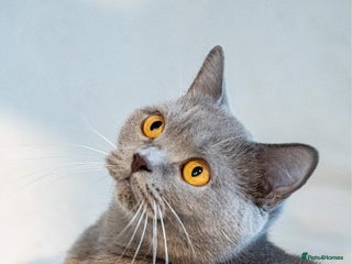 British Shorthair cats British shorthair - Advert 2