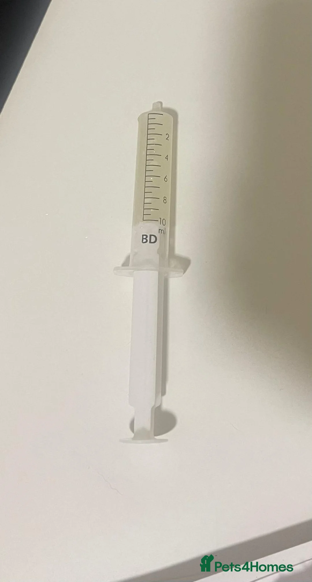 Cane Corso dogs for stud: Presenting MASSIMO MARCELLO for Stud in Stafford - Advert 5