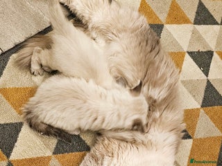 Ragdoll cats Stunning ragdoll kittens - Advert 17