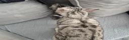 Mixed Breed cats for sale: Mixed bengal kittens - Advert 31