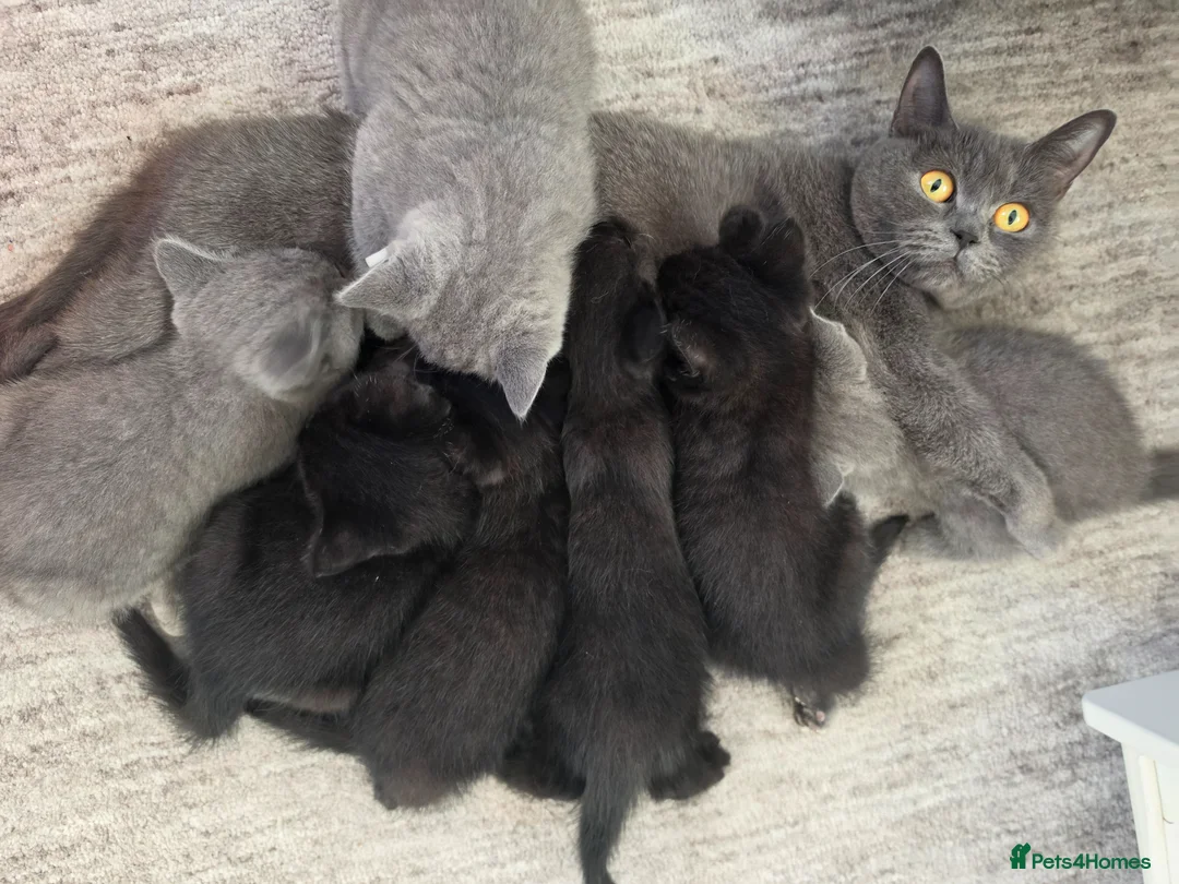 British Shorthair cats for sale: British Shorthair - Ready to leave - Advert 2