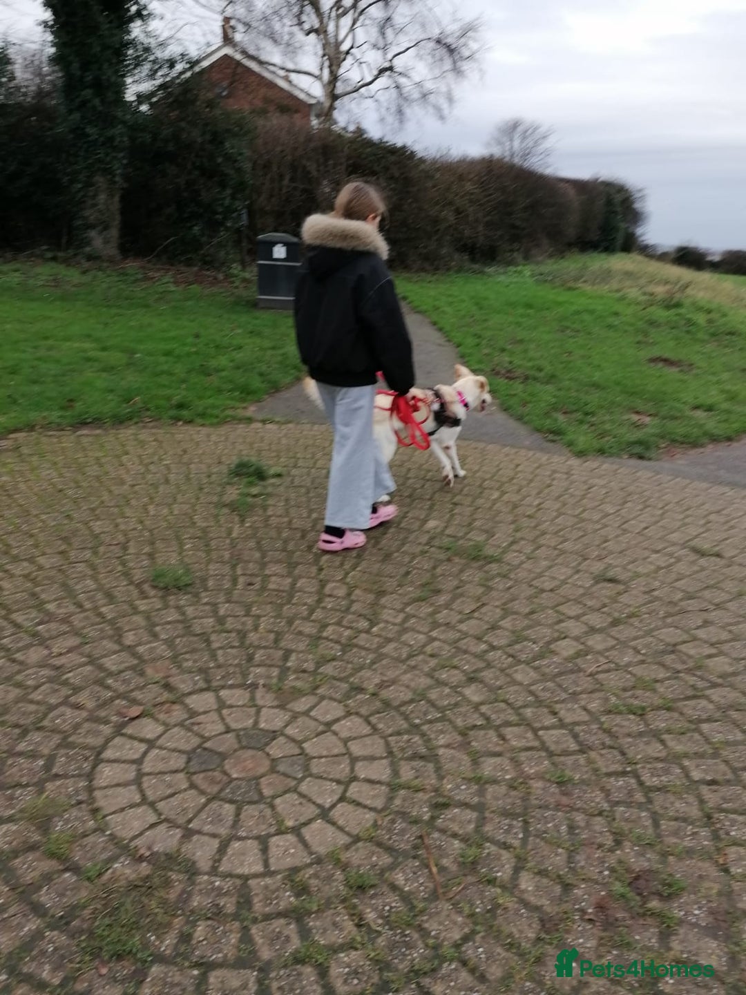 Mixed Breed dogs for adoption: ❤️🐶 HONEY – Gentle Labrador Cross Girl ❤️🐶 - Advert 11