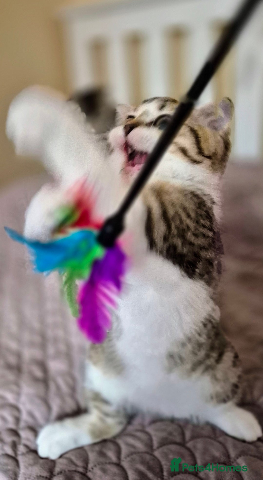 Scottish Fold cats for sale: TICA registered Scottish Fold ready to collect  - Image 3