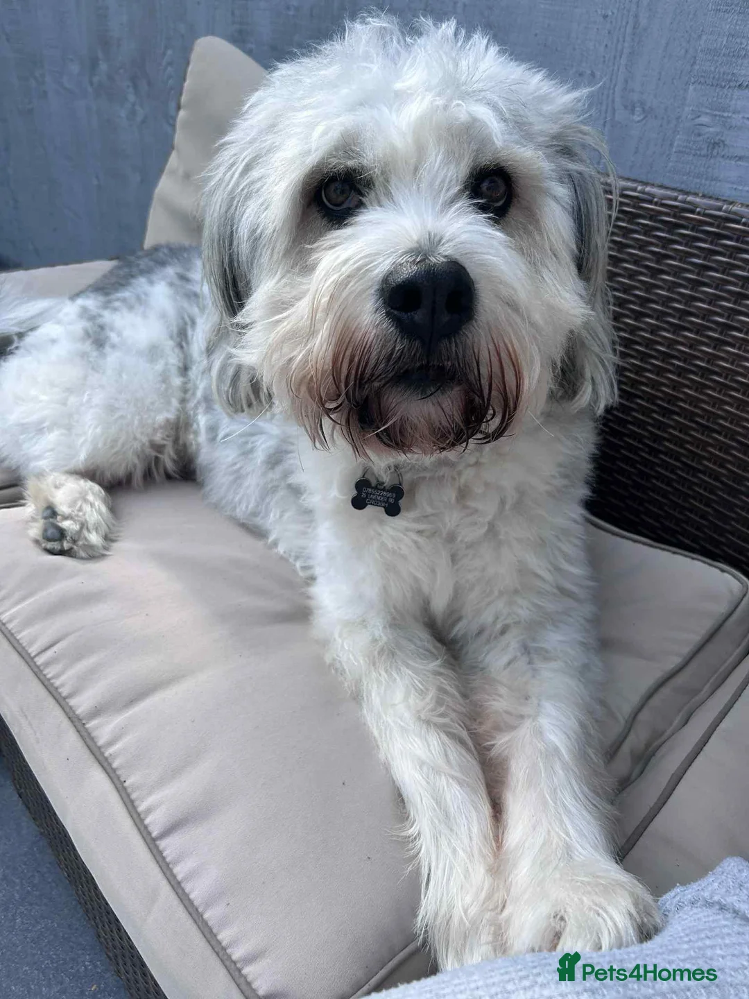 Mixed Breed dogs for adoption: Brian is looking for a home -Mioritic Shepherd  - Advert 3